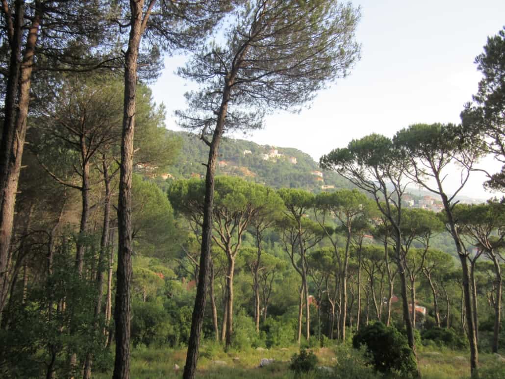 Pine trees in lebanon