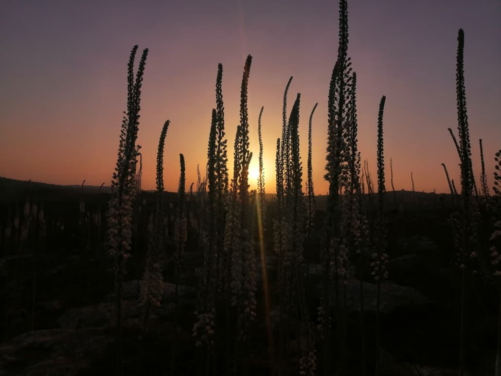 sunset from a field in lebanon