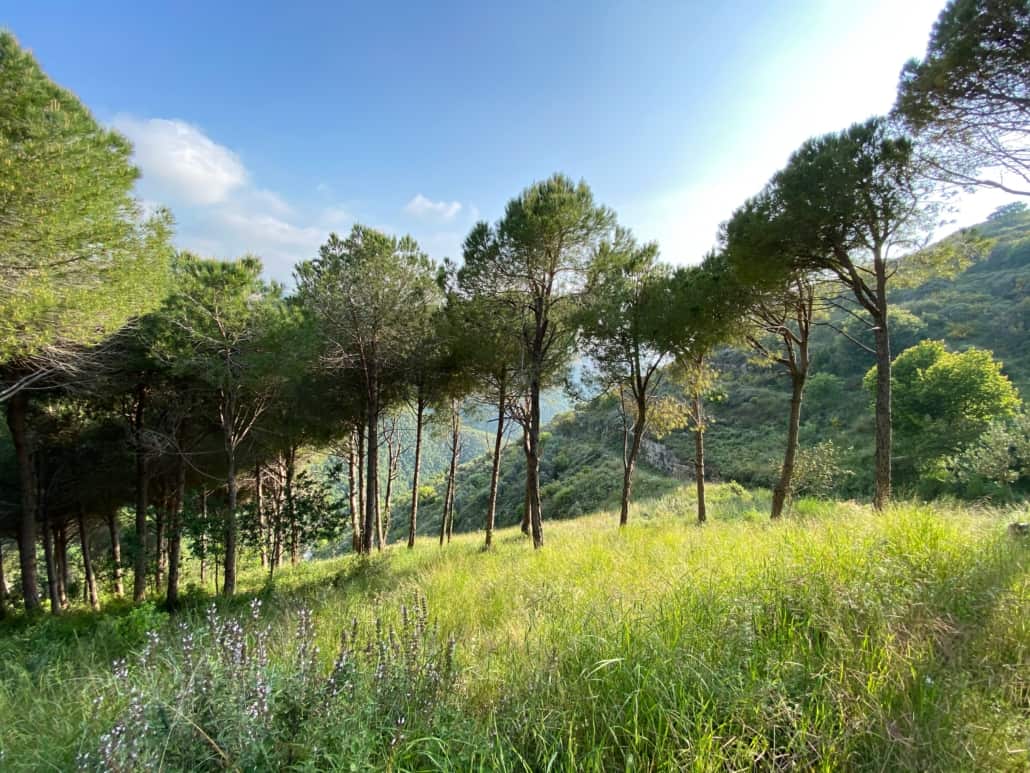pine trees on a mountain in lebanon